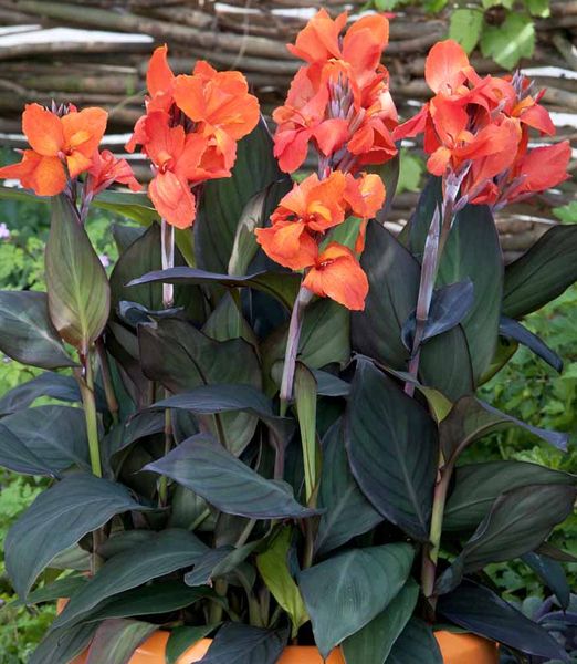 Canna Indica 'Cannova Bronze Orange'